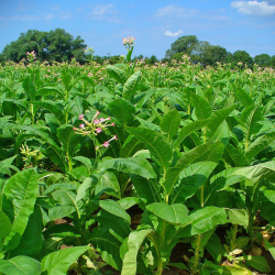 Табак курительный