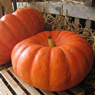 Тыква крупноплодная Красный Этамп - ООО «Семена Тут»