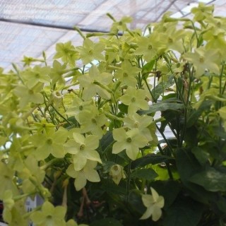 Табак Саратога Лайм [1000 драже] - ООО «Семена Тут»