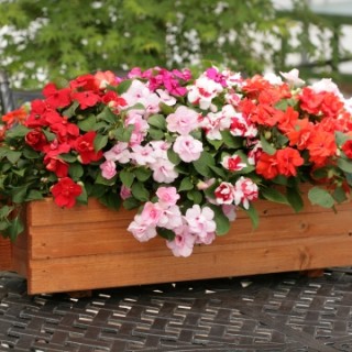 img-0: Бальзамин махровый Афина Микс [1000 шт] - ООО «Семена Тут»