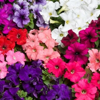 Петуния грандифлора Тритуния Юни Микс [1000 драже] - ООО «Семена Тут»