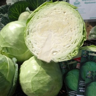 img-0: Капуста белокочанная Фрейлина F1 (инкруст.семена) - ООО «Семена Тут»