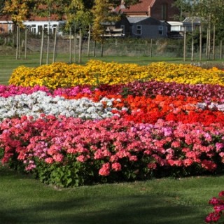 Пеларгония зональная Дансер Микс [1000 шт] - ООО «Семена Тут»