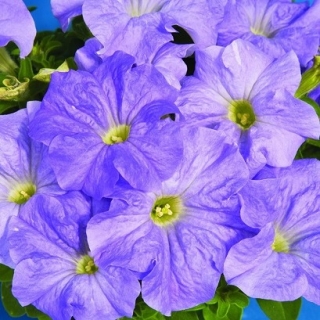 Петуния грандифлора Дримс Скай Блю [5000 драже] - ООО «Семена Тут»