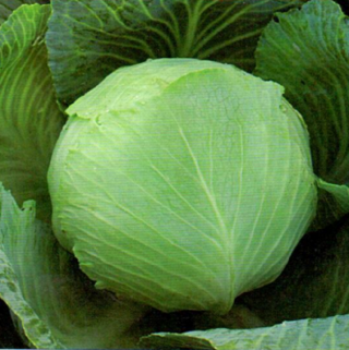 img-0: Капуста белокочанная Престиж F1 - ООО «Семена Тут»