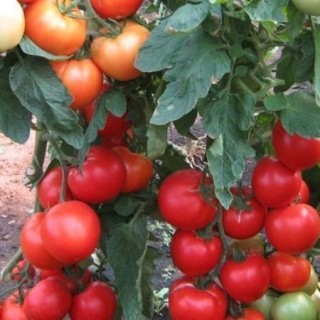 Томат Самара F1 - ООО «Семена Тут»