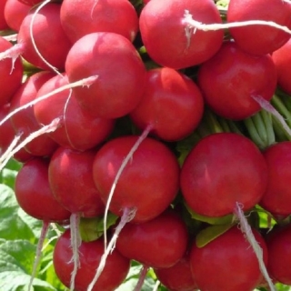 Редис Розетта F1 - ООО «Семена Тут»
