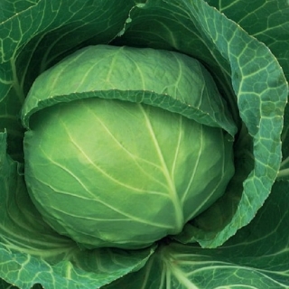 Капуста белокочанная Симпатия F1 - ООО «Семена Тут»