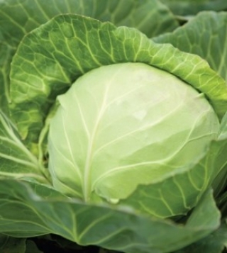 Капуста белокочанная Текила F1 - ООО «Семена Тут»