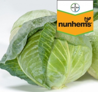 Капуста белокочанная Акварель F1 - ООО «Семена Тут»