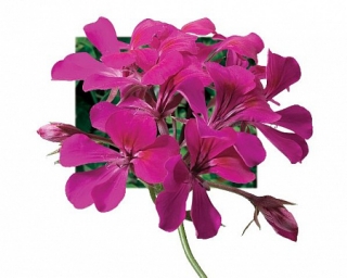 Пеларгония плющелистная Торнадо Фуксия  [50 шт] - ООО «Семена Тут»