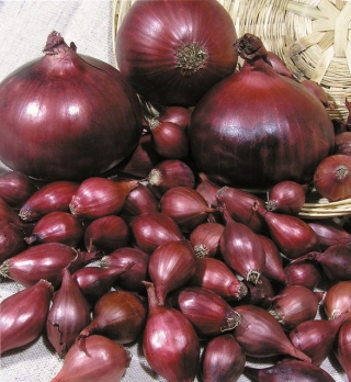 Лук репчатый Ред Барон - ООО «Семена Тут»