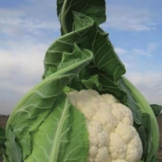 Капуста цветная Трайдент F1 - ООО «Семена Тут»