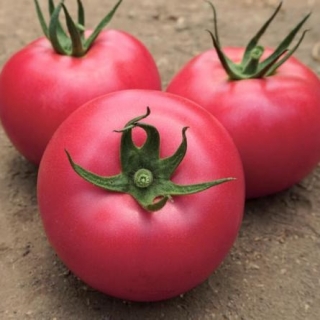 Томат Ланканг (V458) F1 - ООО «Семена Тут»