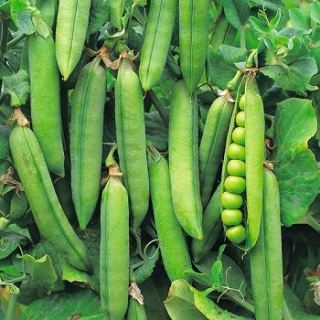 Горох овощной Каскад - ООО «Семена Тут»