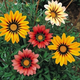 Газания Гибридная смесь - ООО «Семена Тут»