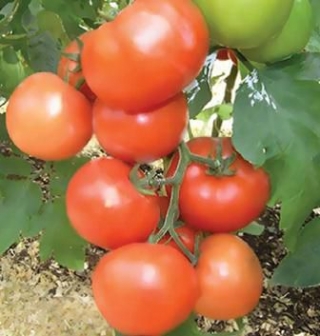 Томат Магнус  F1 - ООО «Семена Тут»