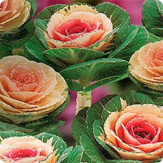 Капуста декоративная Крейн Биколор [1000 шт] - ООО «Семена Тут»