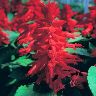 Сальвия Сизлер Ред [10000 шт] - ООО «Семена Тут»