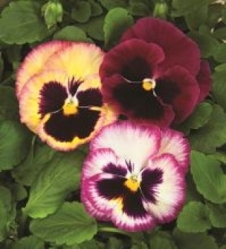 Виола крупноцветковая Колоссус Роуз Сюрпрайз [250 шт] - ООО «Семена Тут»