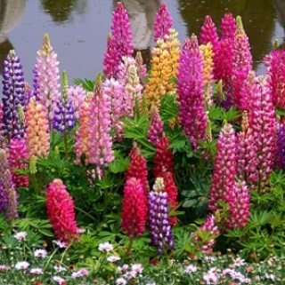 Люпин низкорослый Минарет - ООО «Семена Тут»