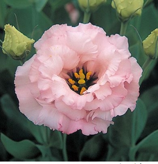 Эустома Арена 3 Клеа Пинк  [1000 драже] - ООО «Семена Тут»