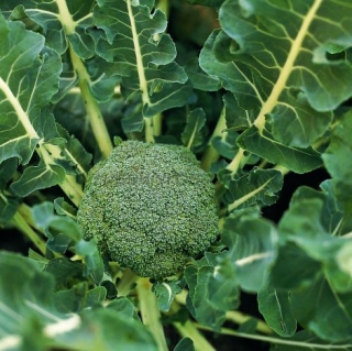 Капуста брокколи Лаки F1 - ООО «Семена Тут»