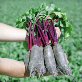 img-0: Свекла Таунус F1 - ООО «Семена Тут»