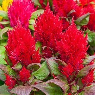 Целозия перистая Брайт Спаркс Бургунди [1000 шт] - ООО «Семена Тут»