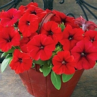 Петуния гибридная Трилоджи Скарлет [500 драже] - ООО «Семена Тут»