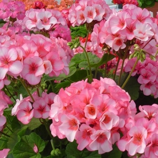 Пеларгония зональная Апаче Стар [1000 шт] - ООО «Семена Тут»