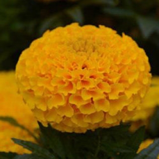 img-0: Бархатцы прямостоячие Тайшан Голд  [20 шт] - ООО «Семена Тут»