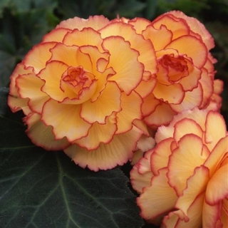 Бегония клубневая Америгибрид Пикоти Санбёрст [100 драже] - ООО «Семена Тут»