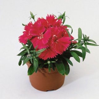 Гвоздика Диана Роуз Шейдес  [500 шт] - ООО «Семена Тут»