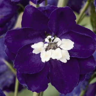 Дельфиниум Мэджик Фонтэйнс Дарк Блю Вайт Би [50 шт] - ООО «Семена Тут»