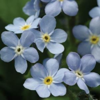 Незабудка Мон Ами Блю [100 шт] - ООО «Семена Тут»