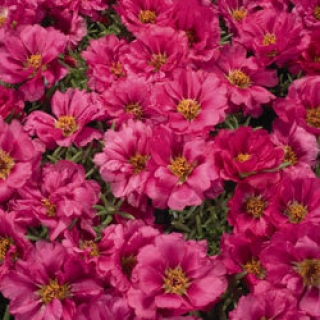 Портулак Стопвотч Фуксия [100 драже] - ООО «Семена Тут»