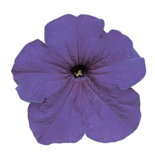 Петуния грандифлора Фалькон Мид Блю [1000 драже] - ООО «Семена Тут»