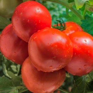 Томат Матрикс F1 - ООО «Семена Тут»