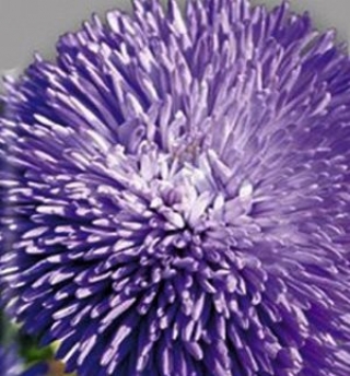 Астра игл Софи - ООО «Семена Тут»