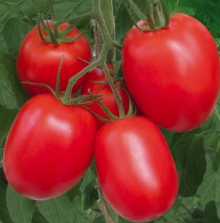 img-0: Томат Рио Гранде Оригинал - ООО «Семена Тут»