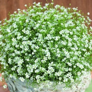 img-0: Гипсофила муралис Джипси Компакт Вайт [1000 шт] - ООО «Семена Тут»