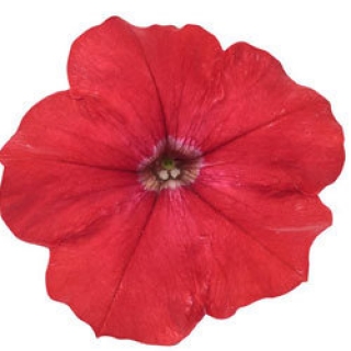 img-0: Петуния ампельная Эксплорер Скарлет [1000 драже] - ООО «Семена Тут»