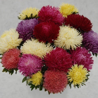 img-0: Астра Ювел Микс  [5 гр] - ООО «Семена Тут»