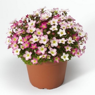 Камнеломка арендса Лофти Пинк Шейдес [1000 драже] - ООО «Семена Тут»