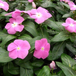 Катарантус Кора Дип Лавендер [1000 шт] - ООО «Семена Тут»