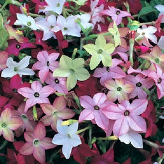 Табак Сандер Авалон Микс [50 драже] - ООО «Семена Тут»