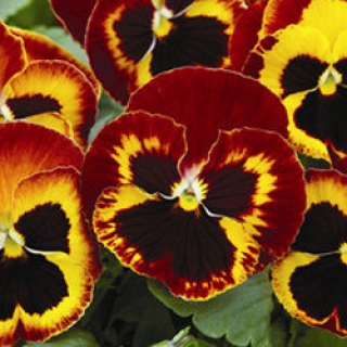 Виола крупноцветковая Маммот Он файр [100 шт] - ООО «Семена Тут»