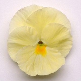 Виола крупноцветковая Матрикс Примроуз [250 шт] - ООО «Семена Тут»