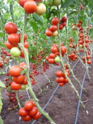 img-1: Томат Ангел F1 (обраб. тирамом) - ООО «Семена Тут»